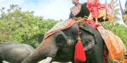 Elephant Theme Show & Crocodile Farm at Samphran Tour