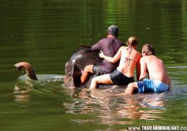 Kanchanaburi Elephant Bathing Tour from Bangkok