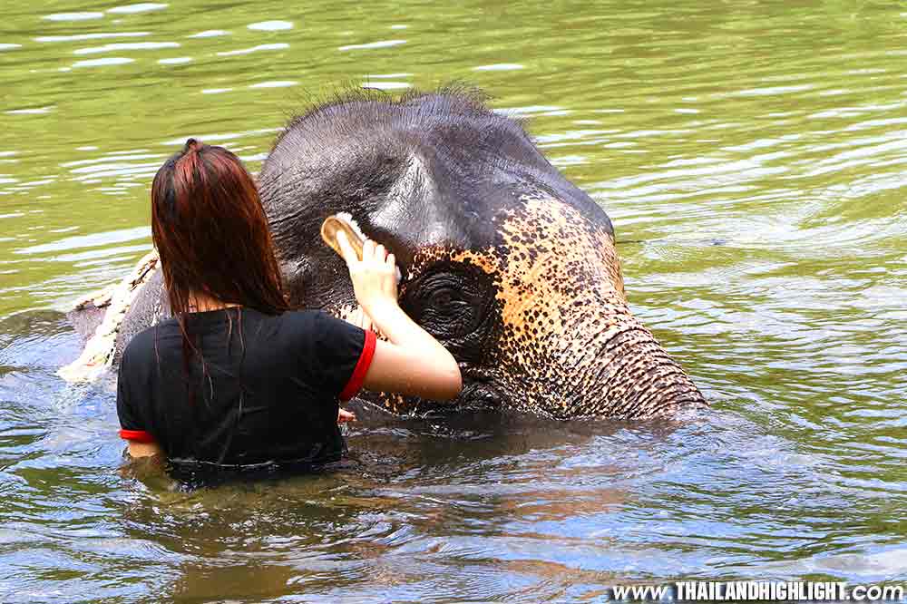 Kanchanaburi Elephant Bathing Tour from Bangkok