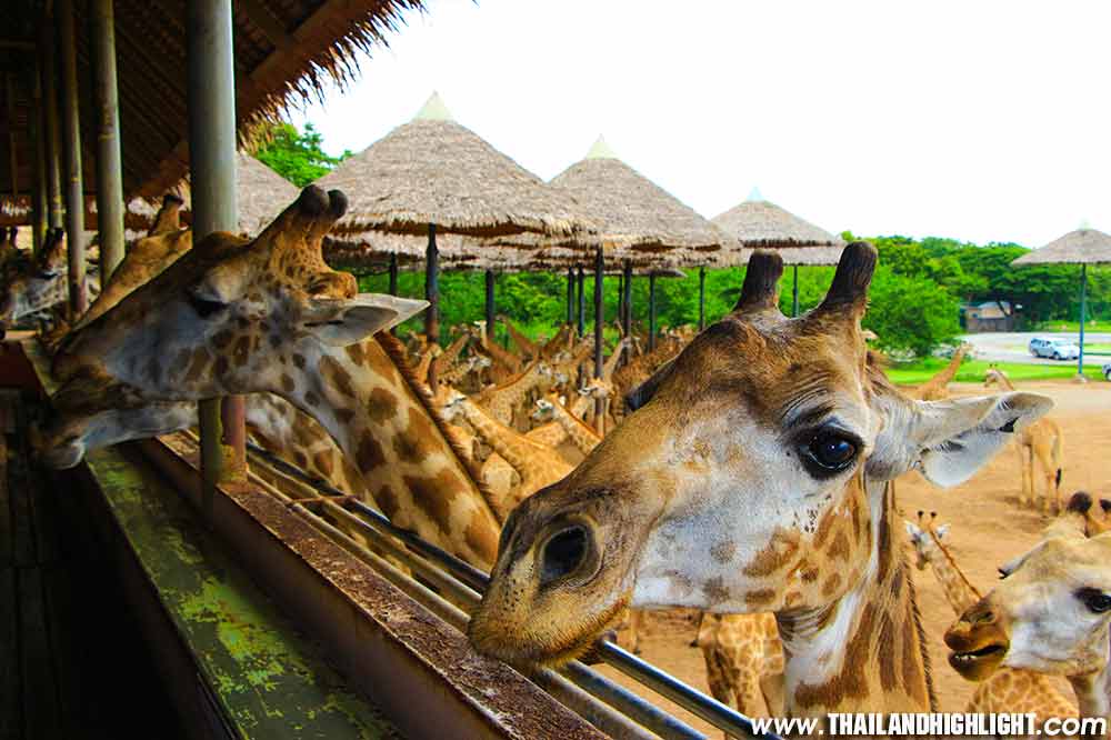 Safari World Tour and Marine Park Bangkok Day Tour