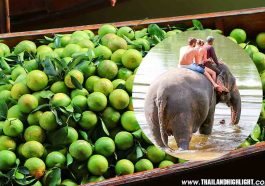 Kanchanaburi Elephant Bathing Erawan fall Tour 2 Days 1 Night