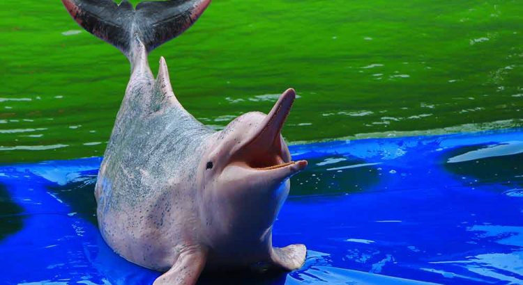 Dolphin World Pattaya Tour Booking Ticket Price Discount Promotion