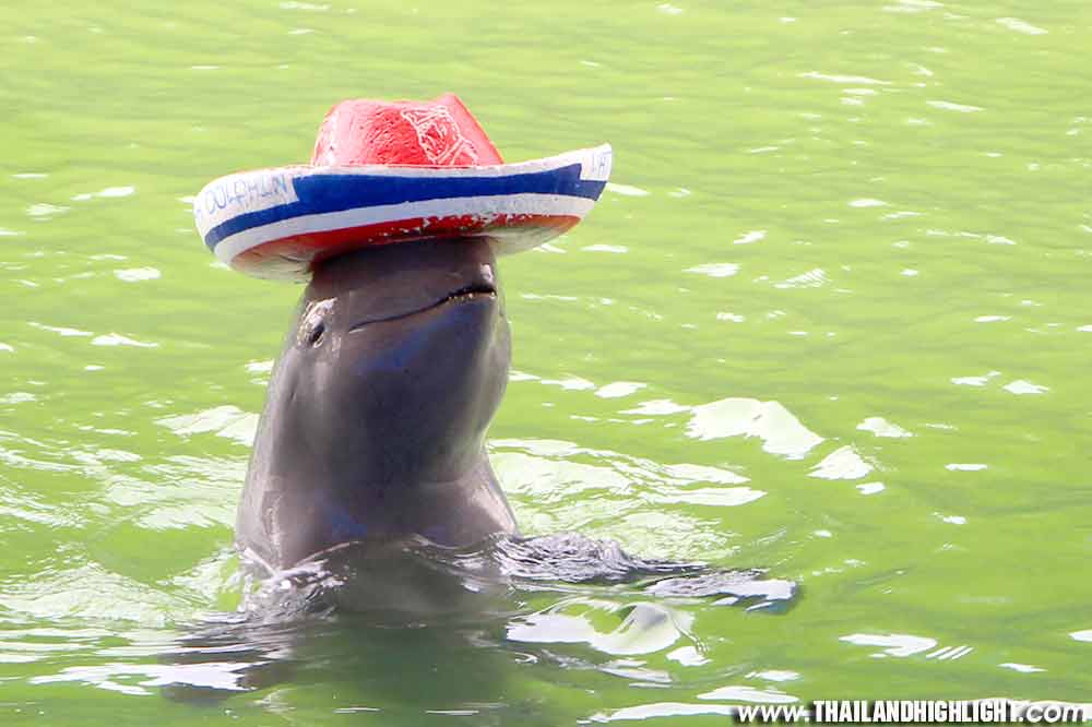 Dolphin World Pattaya Tour Booking Ticket Price Discount Promotion