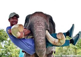 Elephant Riding Pattaya Booking at Chang Thai Thappraya Safari