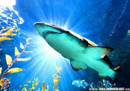Offer to Sea Life Bangkok Ocean World Ticket Discount,Bangkok Thailand.enjoy to see a lot animals in large aquaruims at Siam Paragon, best booking online