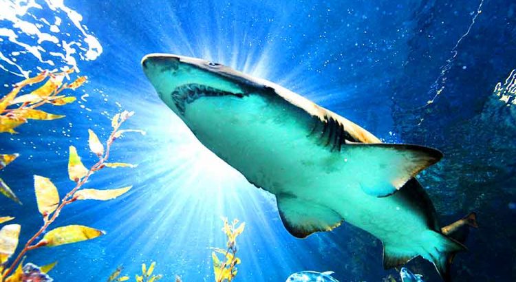 Offer to Sea Life Bangkok Ocean World Ticket Discount,Bangkok Thailand.enjoy to see a lot animals in large aquaruims at Siam Paragon, best booking online