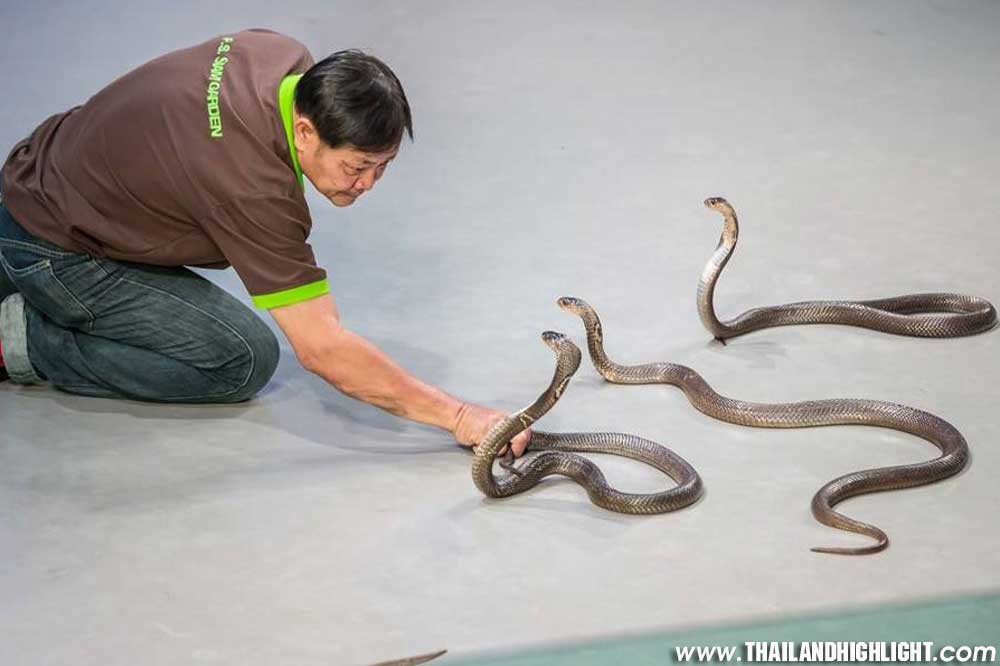 Great Snake Show Bangkok Siam Serpentarium Ticket Discount Booking. Enjoy to see snake museum with snake farm and naga theatre at Siam Serpentarium Bangkok