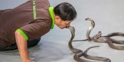 Great Snake Show Bangkok Siam Serpentarium Ticket Discount Booking. Enjoy to see snake museum with snake farm and naga theatre at Siam Serpentarium Bangkok