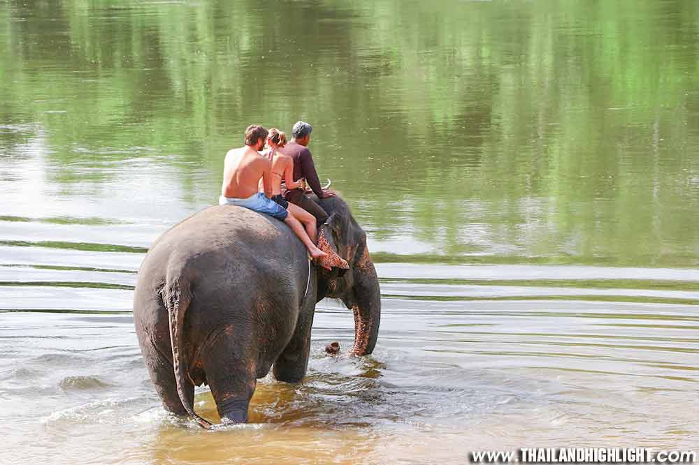 Elephant sanctuary Bangkok
Elephant sanctuary
Elephant ride in Ayutthaya
Elephant sanctuary Kanchanaburi
